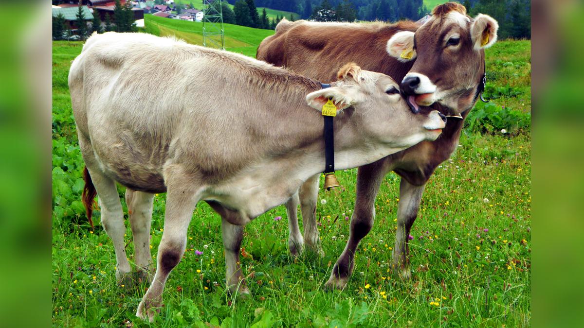 गुजरात में 999 मवेशियों की मौत हो चुकी है. इसकी रिपोर्ट राज्य सरकार ने दी है. (प्रतीकात्मक फोटोः विकिपीडिया)