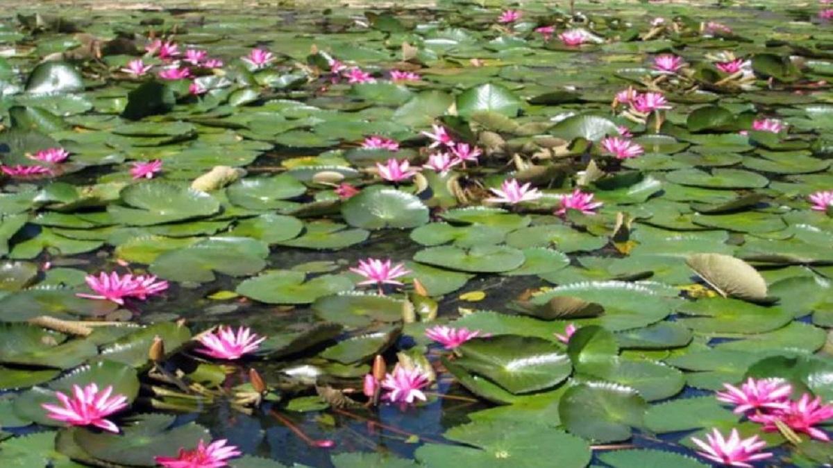 Lotus Farming