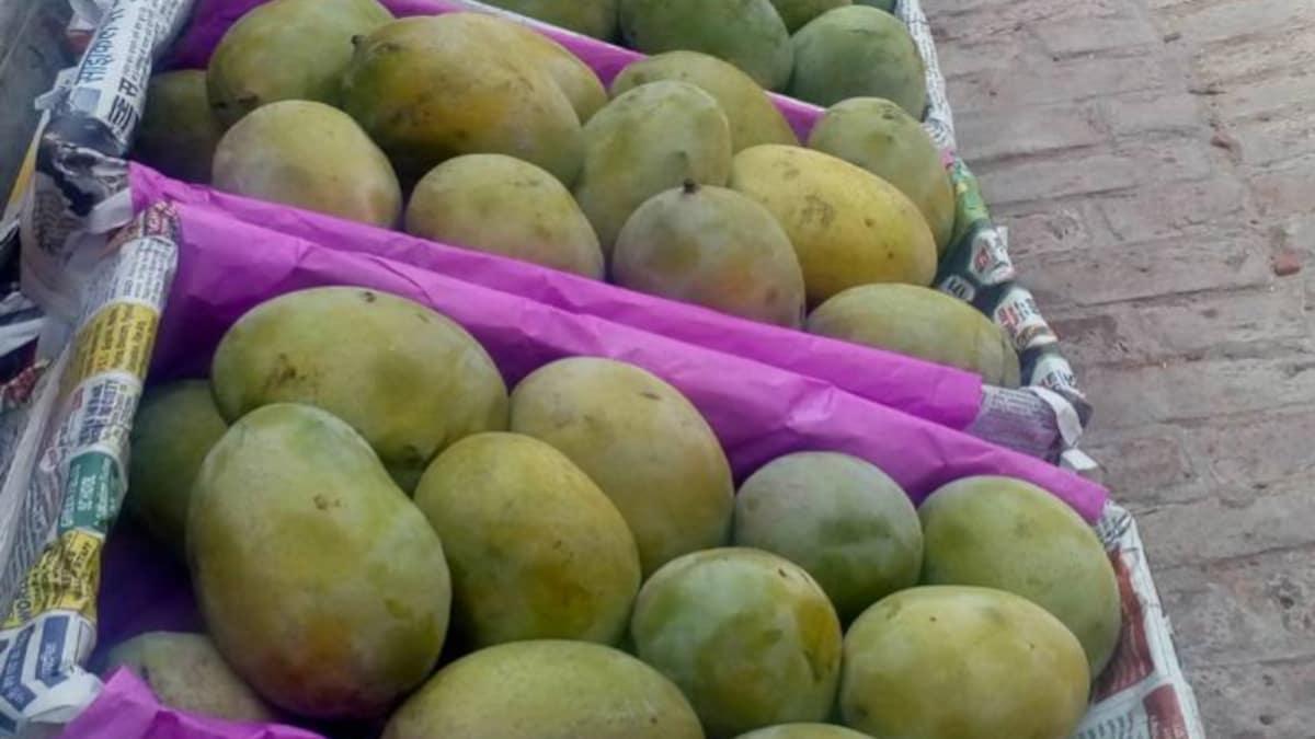 समंदर के रास्ते अमेरिका पहुंचे भारतीय आम, सड़नेगलने से बचाने के लिए