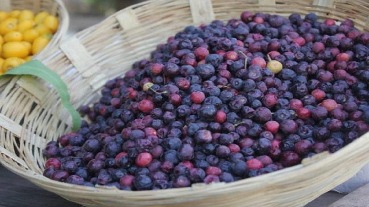 Phalsa Cultivation Tips