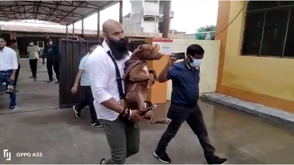 Lucknow 14 दिन तक स्पेशल केज में रहने के बाद Pitbull आजाद, मिला नया