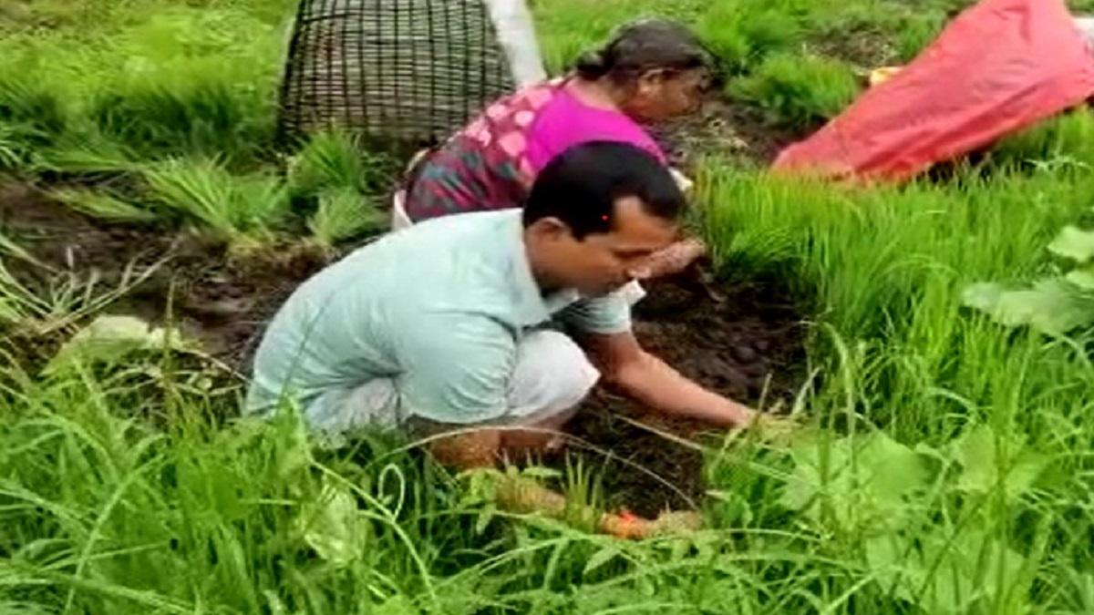 MLA Shrinvas Vanga seen farming in field