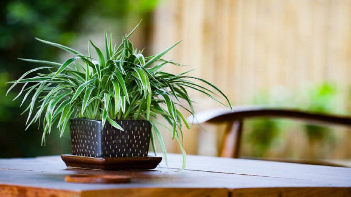 Spider Plant: घर में लगाएं स्पाइडर प्लांट, इन बड़ी समस्याओं से पाएं छुटकारा  - bring spider plants at home to get rid of several big issues lbsa - AajTak