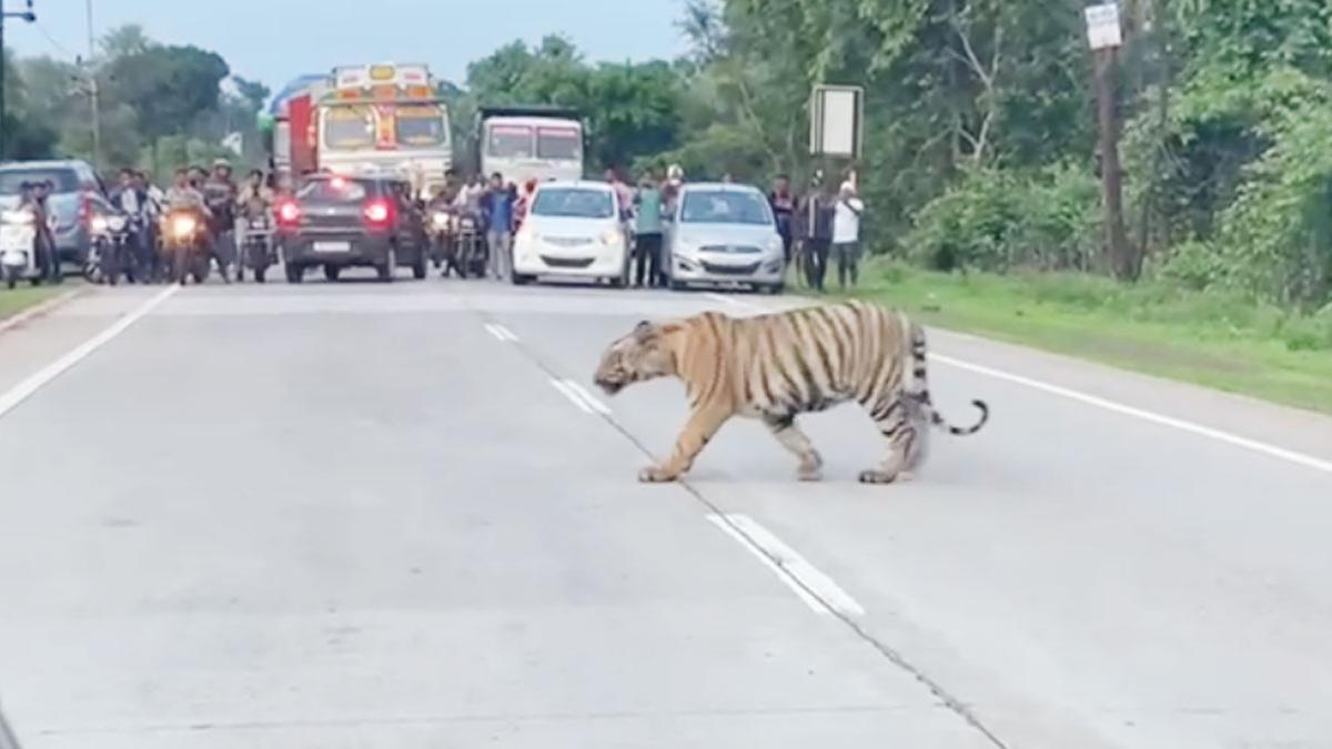 नागभीड-ब्रम्हपुरी हाईवे पर बाघ टलहता दिखा 