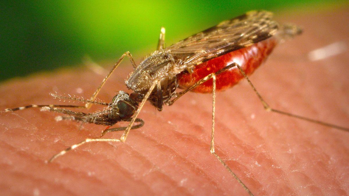 Malaria: मलेरिया होने पर गलती से भी ना करें इन चीजों का सेवन, बढ़ जाएगी दिक्कत (Photo Credit: Getty Images)