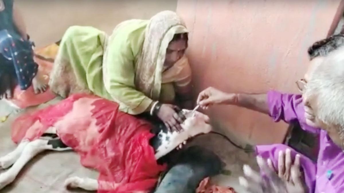 दो मुंह, तीन आंखों वाला बछड़े ने तोड़ा दम (फोटो-आजतक)