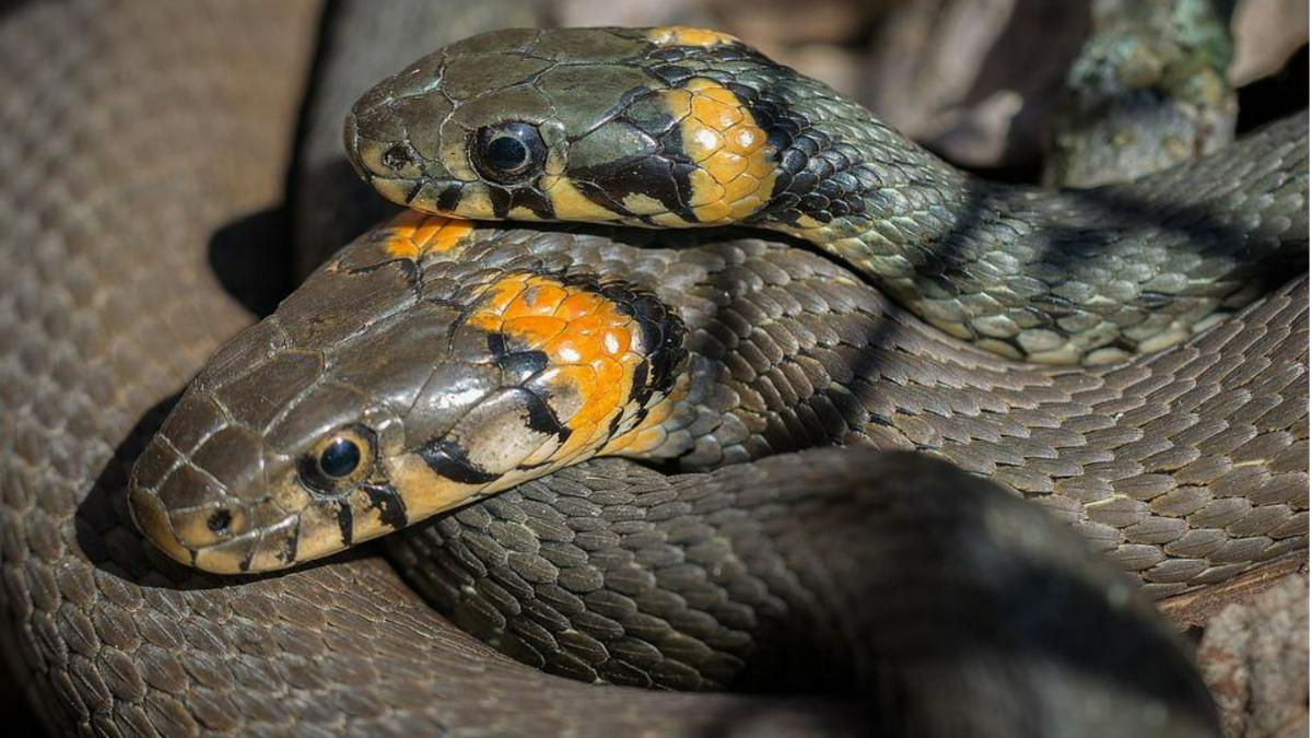 Nag Panchami 2022: नाग पंचमी पर ये 6 चीजें दिख जाएं तो समझ लें होने वाले हैं मालामाल