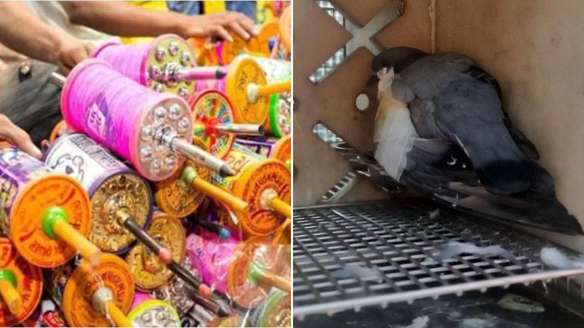 दिल्ली में चाइनीज मांझा है बैन.