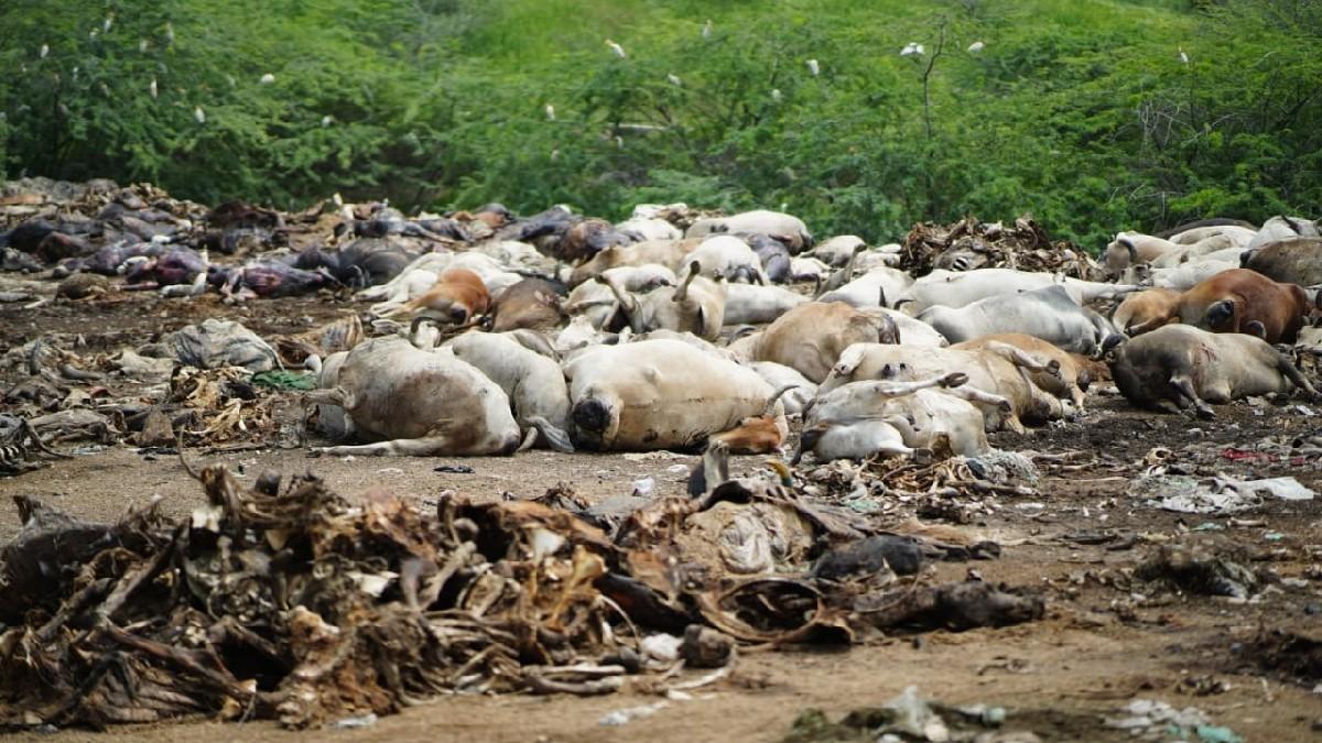 लंपी स्कीन बीमारी से गायों की मौत. (फाइल फोटो) 