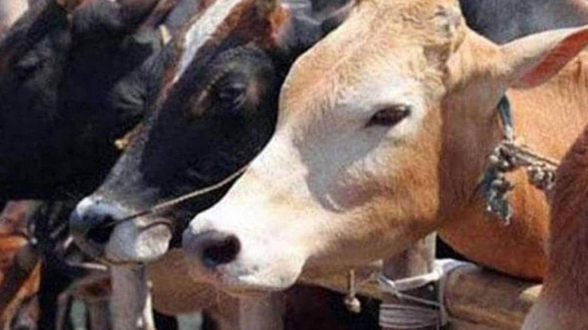 प्रतीकात्मक तस्वीर