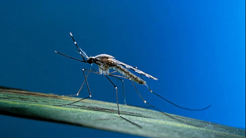 Malaria Fever: कैसे होता है मलेरिया का बुखार? जानें इसके लक्षण, इलाज और बचाव - malaria fever know symtoms diagnosis treatment and prevention tlif - AajTak