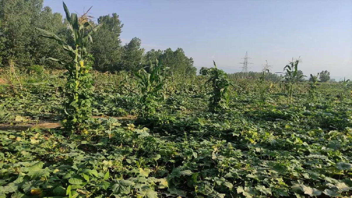 Mukhyamantri Bagwani Bima Yojana