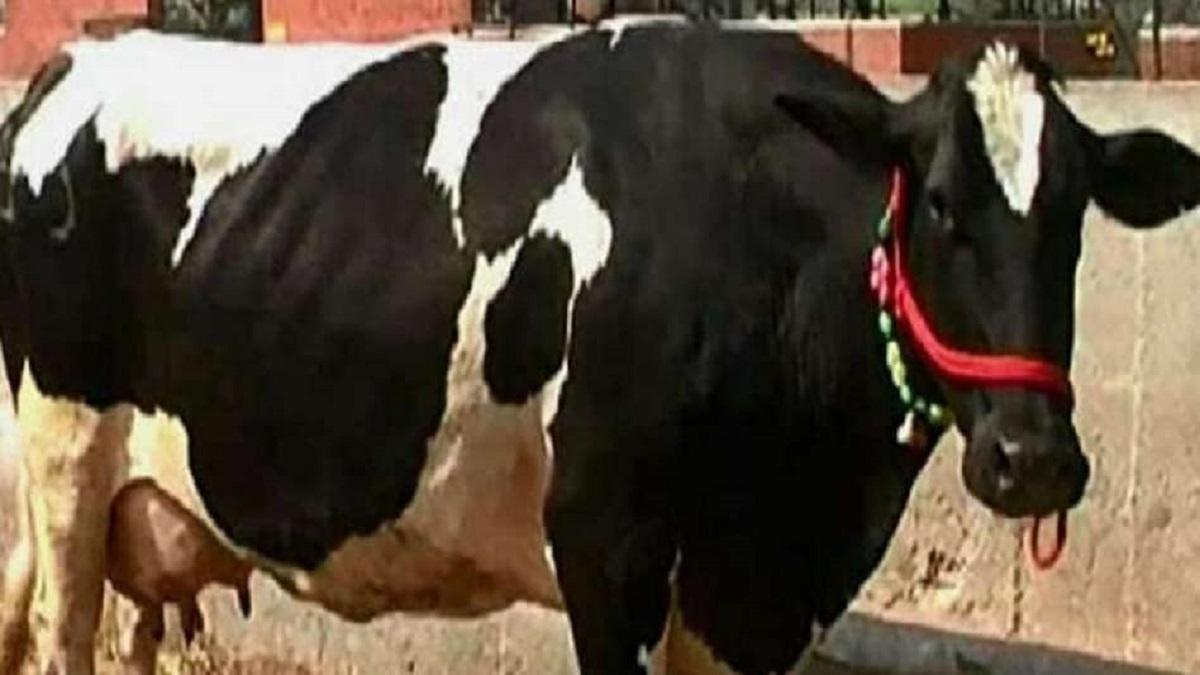 Hardhenu cow