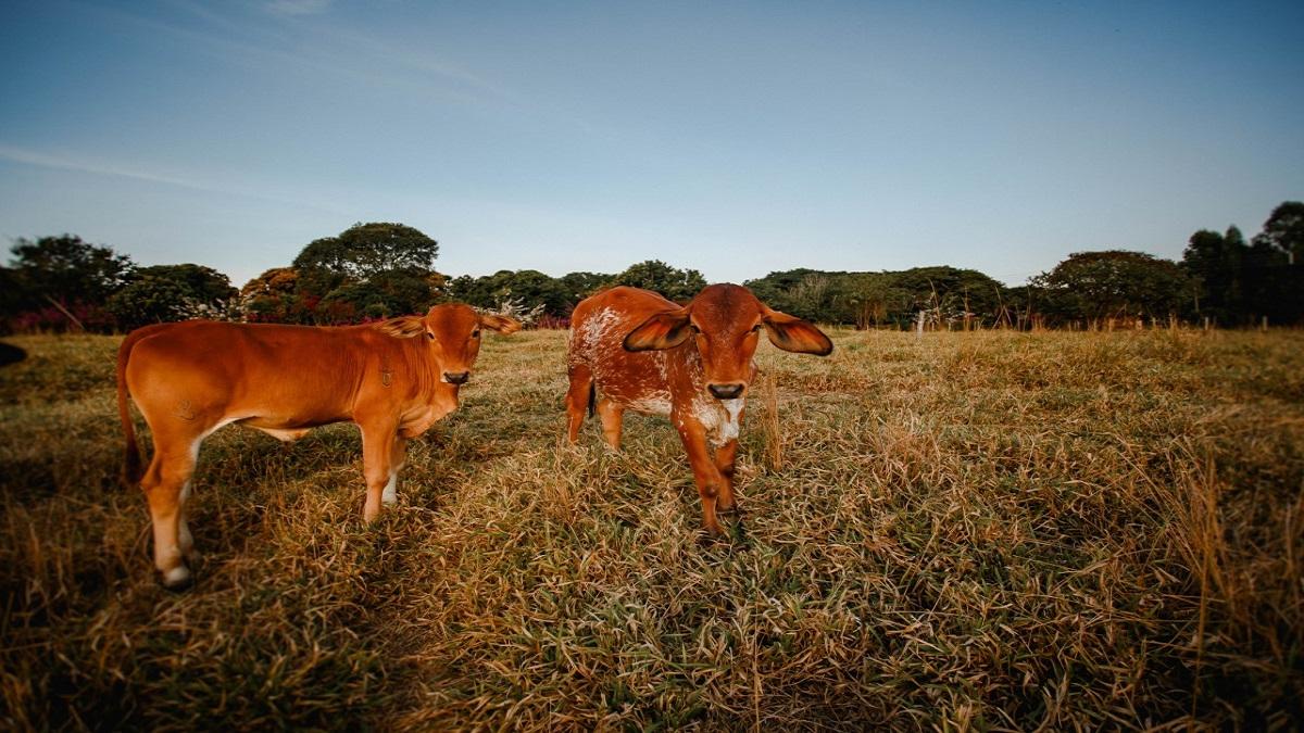 Lal Kandhari Cow (Pic credit: Pexels)
