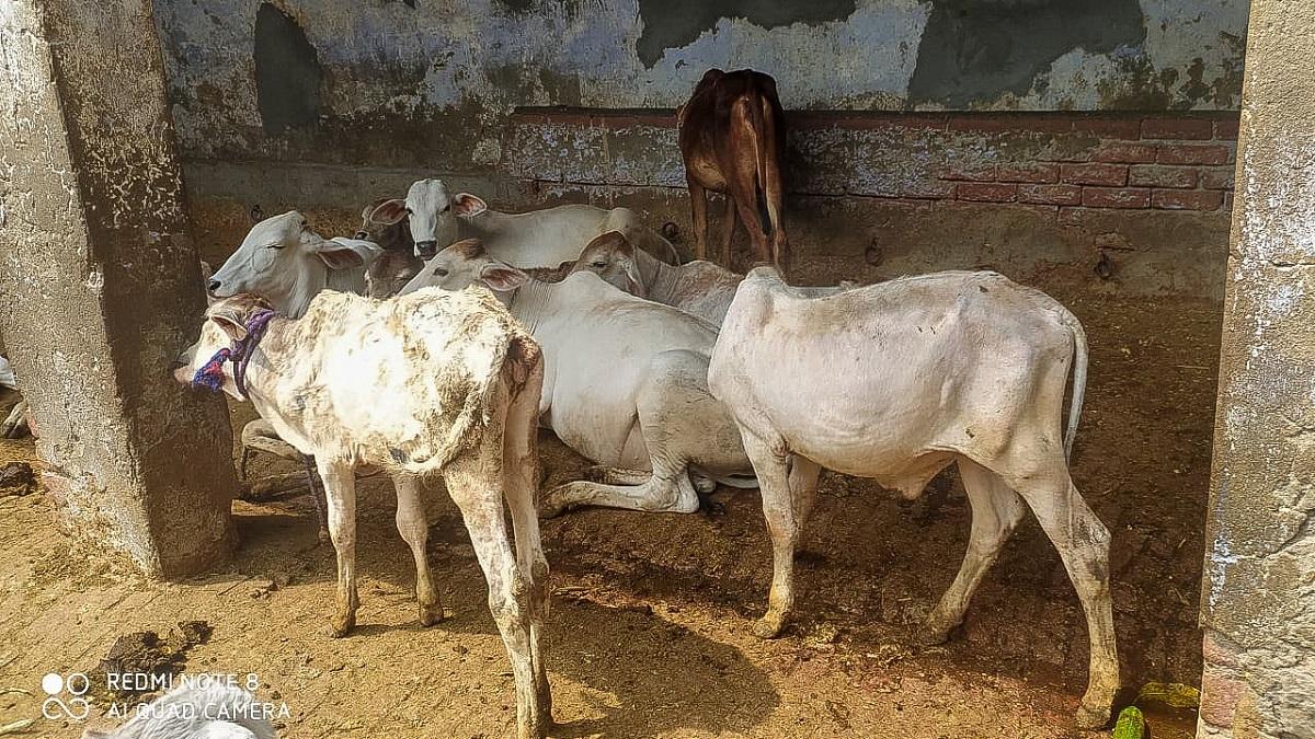 Lumpy Virus enters in Haryana