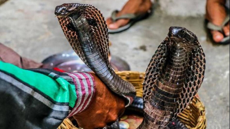 Nag Panchami 2022 Date: 30 साल बाद इस शुभ योग में मनाई जाएगी नाग पंचमी, जानें पूजा का मुहूर्त - Nag Panchami 2022 date amazing coincidence or shubh yog after 30 year