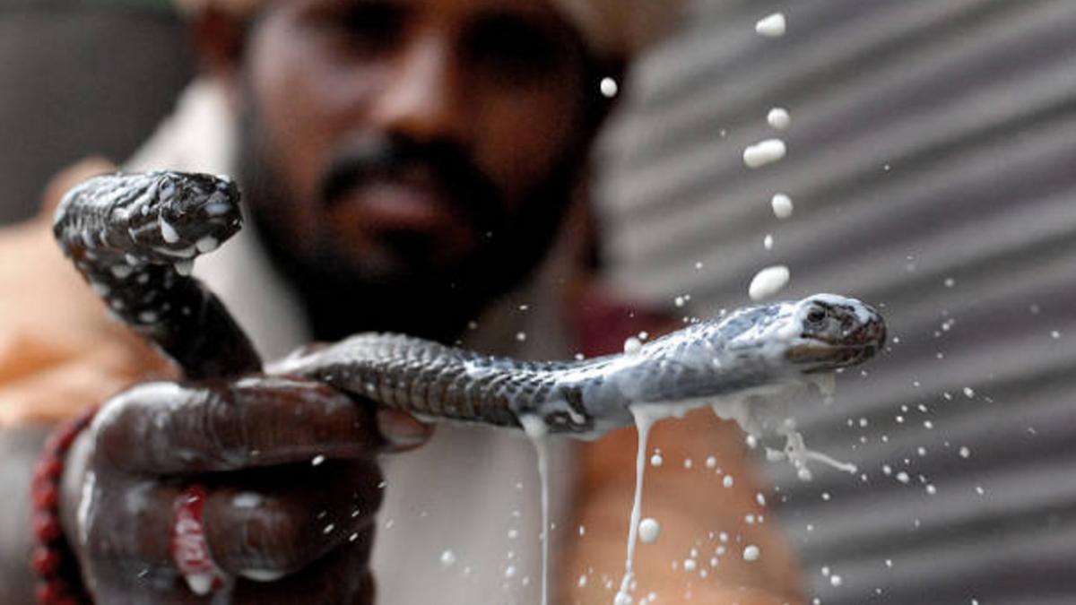 Nag Panchami 2022: नागपंचमी पर होती है इन 5 नागों की पूजा, इनके बिना अधूरा समुद्र मंथन और शिव का श्रृंगार (Photo: Getty Images)