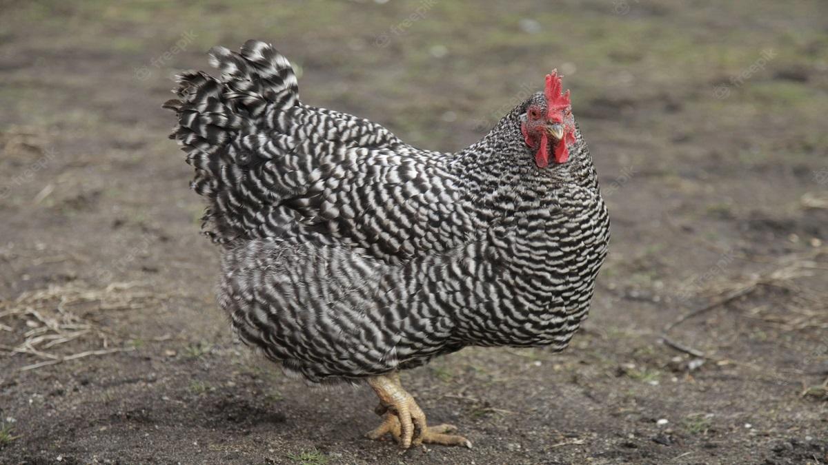 Plymouth Rock Chicken (Pic credit: freepik)