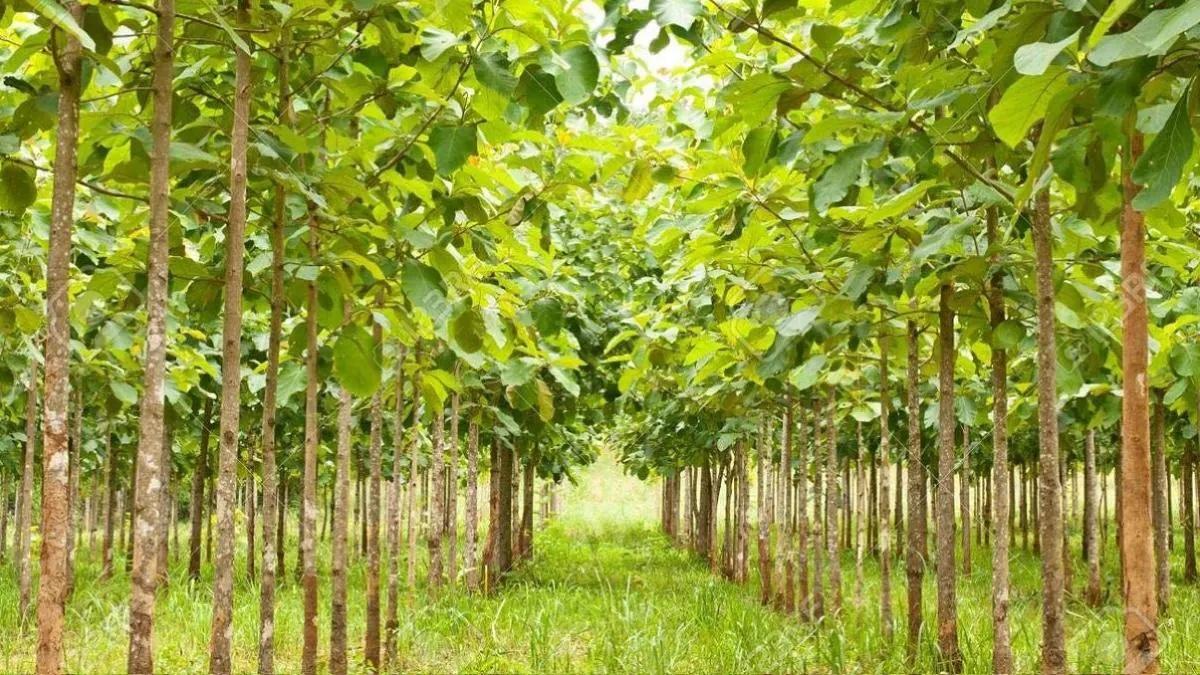 Sagwan Tree Farming 