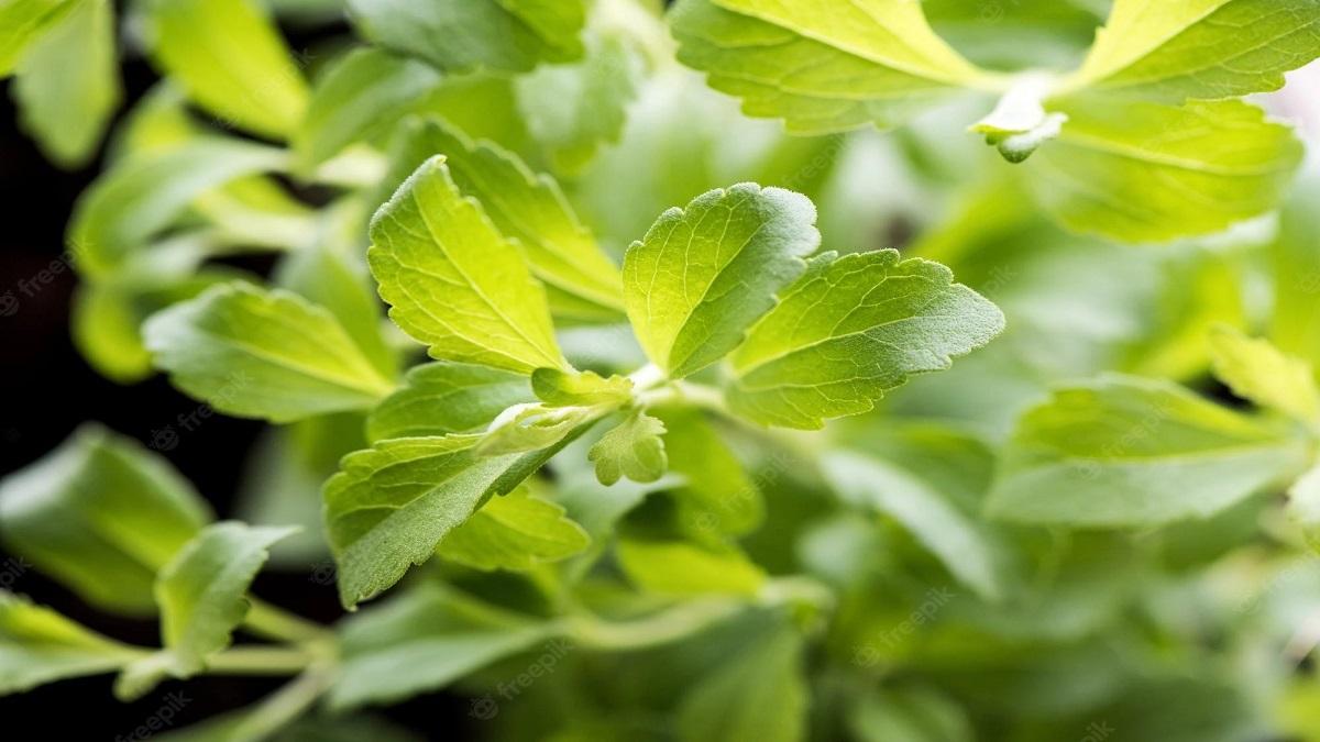 Stevia Farming Tips