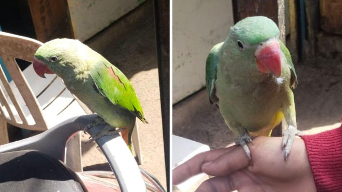 बुजुर्ग तोते को लेकर थाने में की शिकायत.