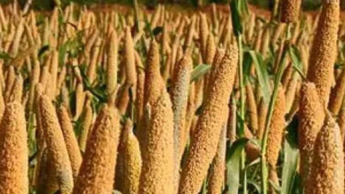  Uttar Pradesh government to procure millet at MSP