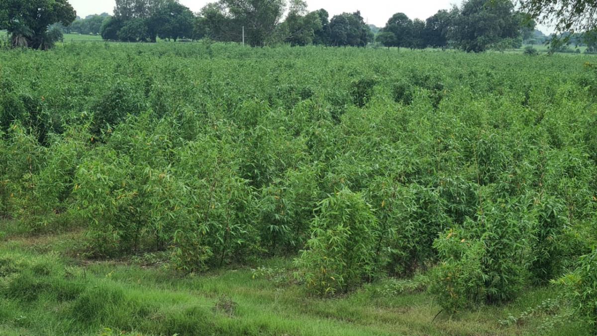 Farmer's Success Story