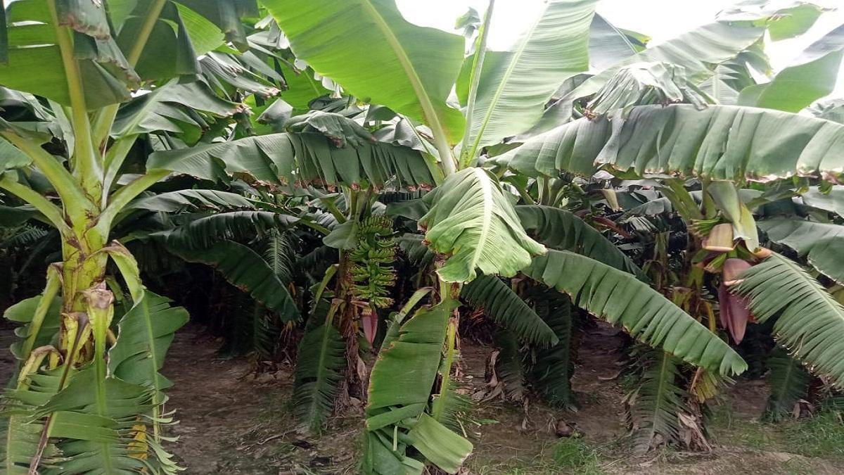 Subsidy on banana farming