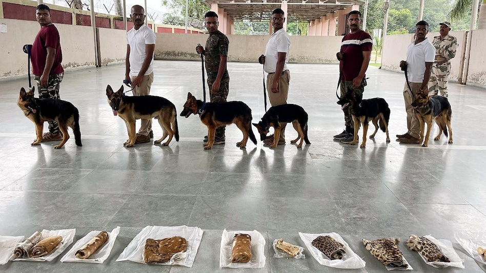 चीतों की सुरक्षा के चंडीगढ़ स्थित ITBP के ट्रेनिंग सेंटर में कुत्तों की चल रही है ट्रेनिंग.