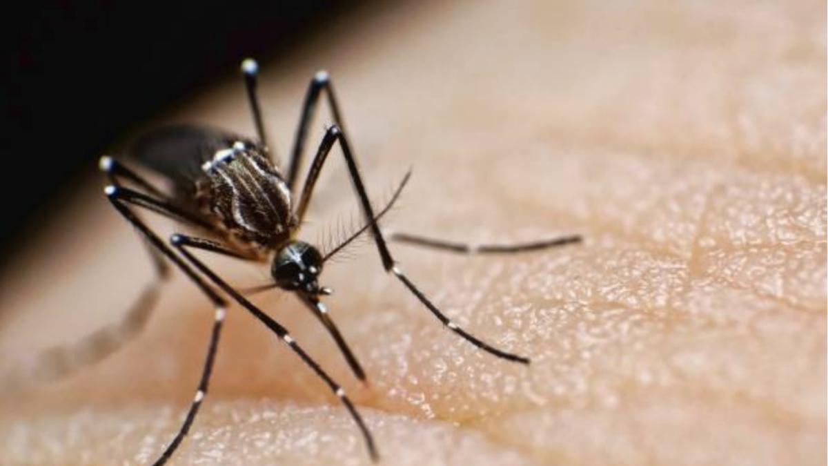 मलेरिया होने पर भूलकर भी ना खाएं ये चीजें, हालत हो जाएगी खराब (Photo/credit: Getty Images)