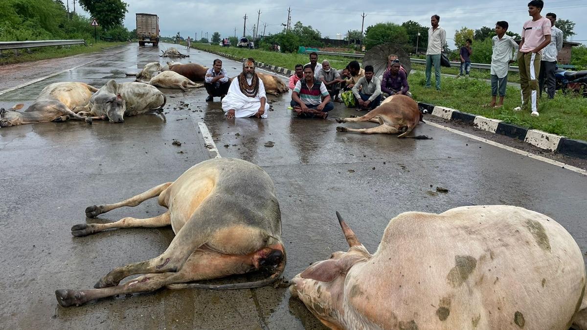 मृत गायों के साथ NH-45 भोपाल-जबलपुर मार्ग पर घरने में बैठे कम्प्यूटर बाबा. 