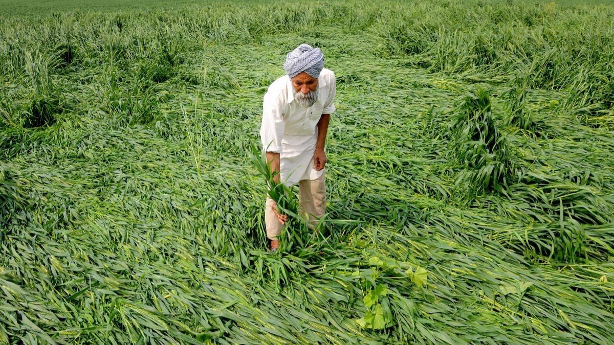 Compensation On Crop Damage (Photo Credits: PTI)