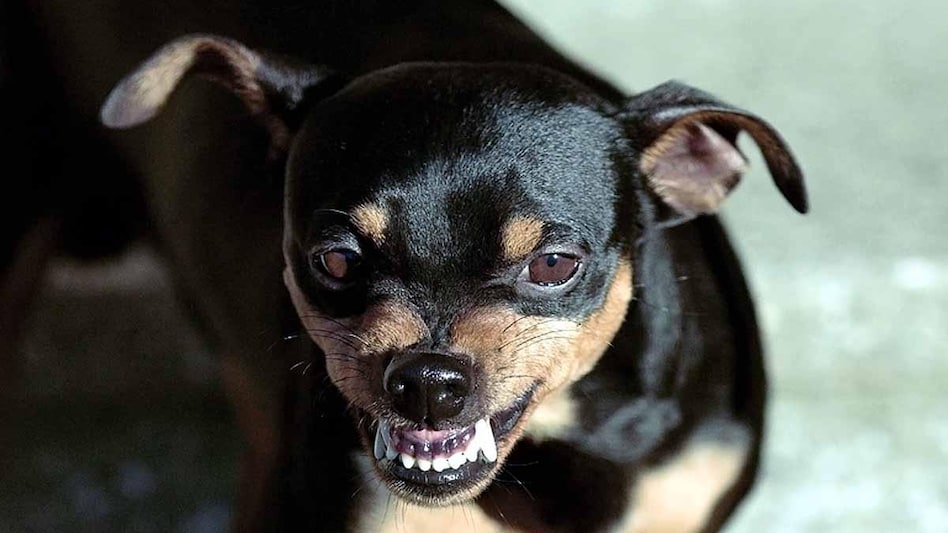 कुत्तों की नस्ल से उसके व्यवहार का सिर्फ 9 फीसदी ही अंदाजा लगाया जा सकता है. (प्रतीकात्मक फोटोः गेटी)