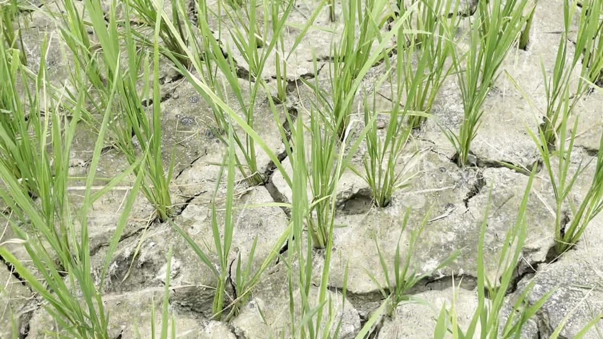 Dwarfism in Paddy Crop