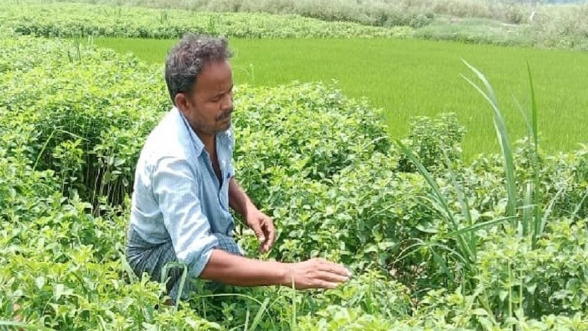 Toll free helpline number for farmers