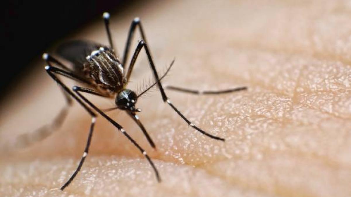 मलेरिया में इस डाइट को करें शामिल, तेजी से होगी रिकवरी 