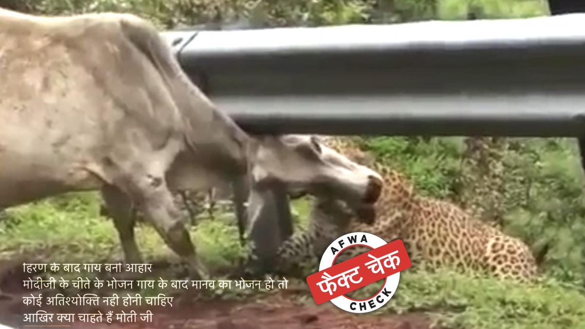 नामीबिया से भारत लाए गए चीतों को खाने के लिए गायें देने का दावा किया जा रहा