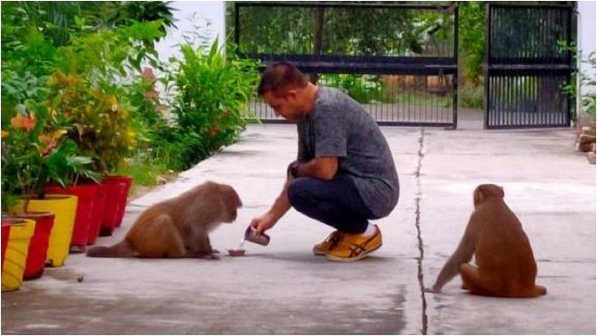 यूपी के डंडा धारी 'पहलवानों' की ड्यूटी खत्म, IPS ने बंदरों को भगाने के लिए अपनाई ये ट्रिक