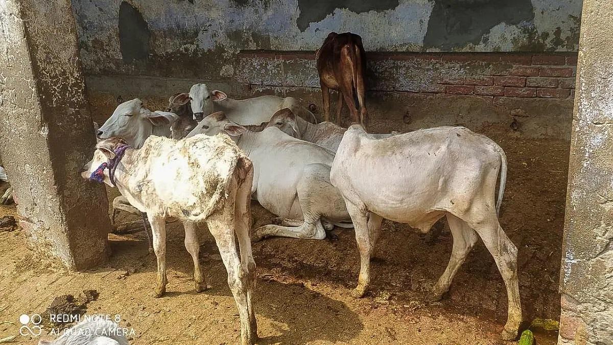 Lumpy Virus Helpline Number