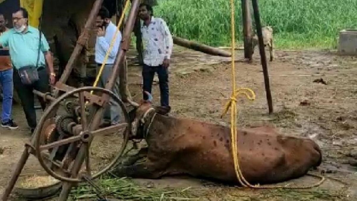 Lumpy Virus:in Jammu & Kashmir