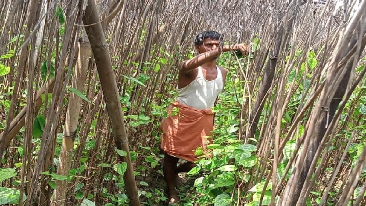 Betel Vine Cultivation Tips