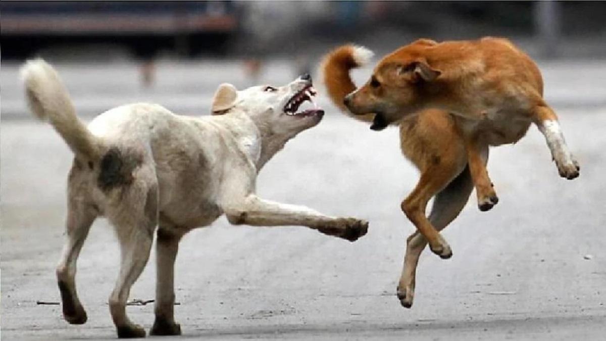 आवारा कुत्ते ने 6 लोगों को काटा (सांकेतिक तस्वीर)