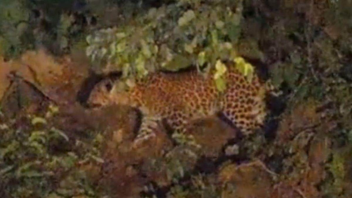 गांव में घुसा तेंदुआ तो ग्रामीणों ने लगाए जयकारे. 