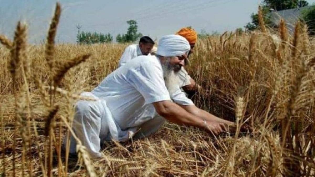 किसानों का मंडी जाने का झंझट खत्म, घर बैठे फसल बेचने का ये है तरीका - farmers e portal sell crops online how to use e nam portal kheti kisani news hindi lbsa - AajTak