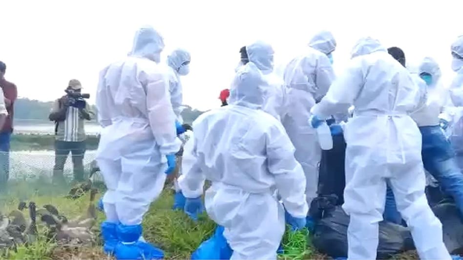 केरल: आलप्पुझा में बर्ड फ्लू की पुष्टि के बाद 20 हजार से अधिक पोल्ट्री पक्षियों को मारा गया - kerala allapuzha more than 20 thousand poultry birds killed after the outbreak of