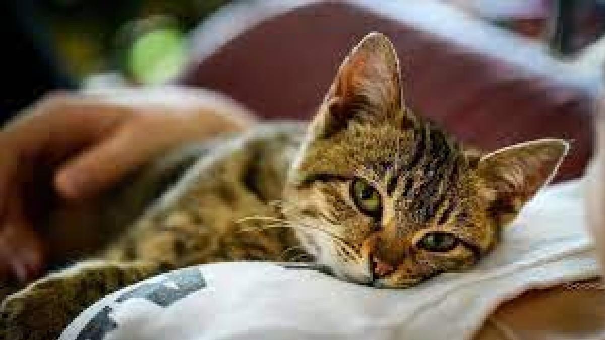 बेटे की मौत का कारण बनी बिल्ली. (सांकेतिक तस्वीर) 