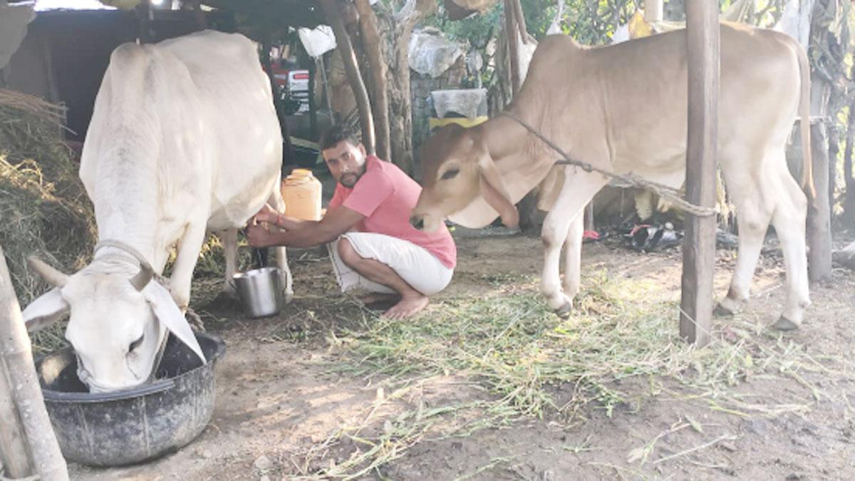 चूड़िया गांव में दूध फ्री में बांटा जाता है