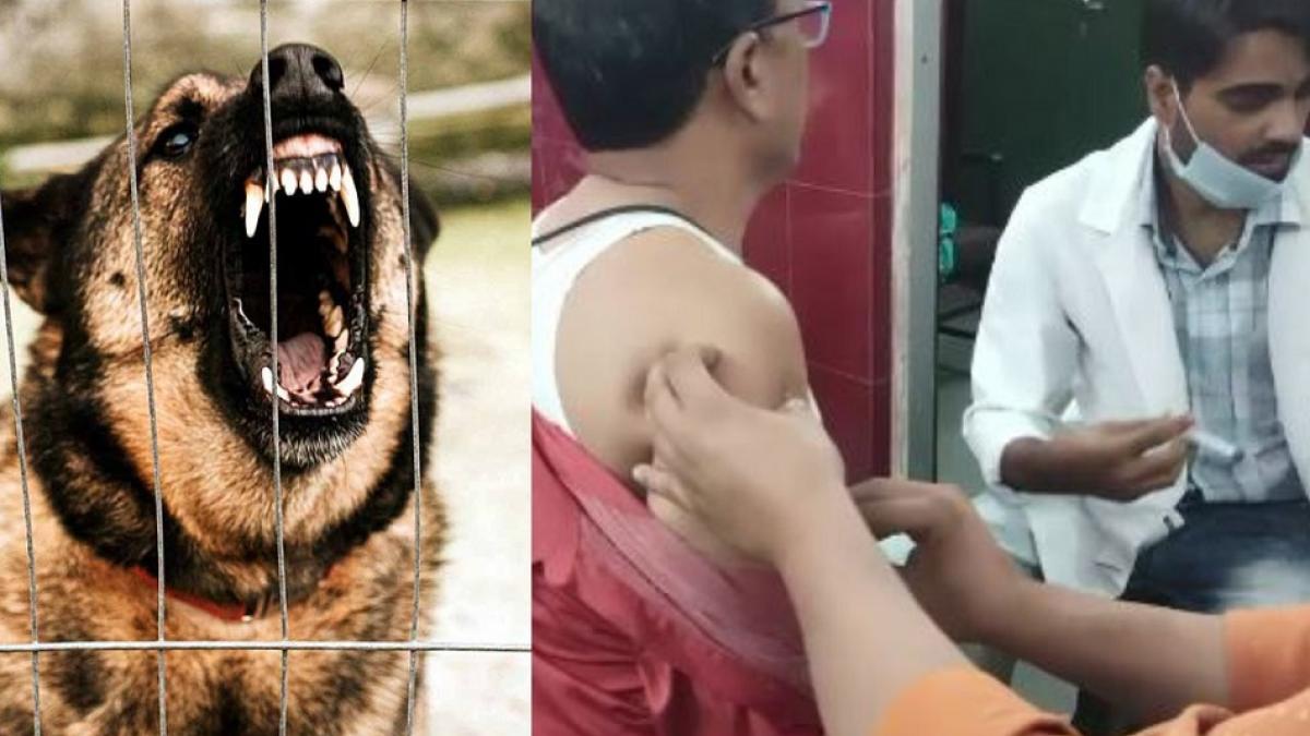 रामपुर में कुत्तों का आतंक