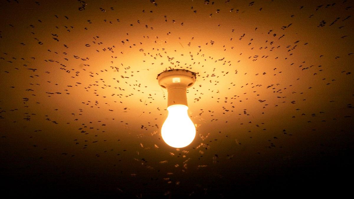 Insects and mites dissapearing