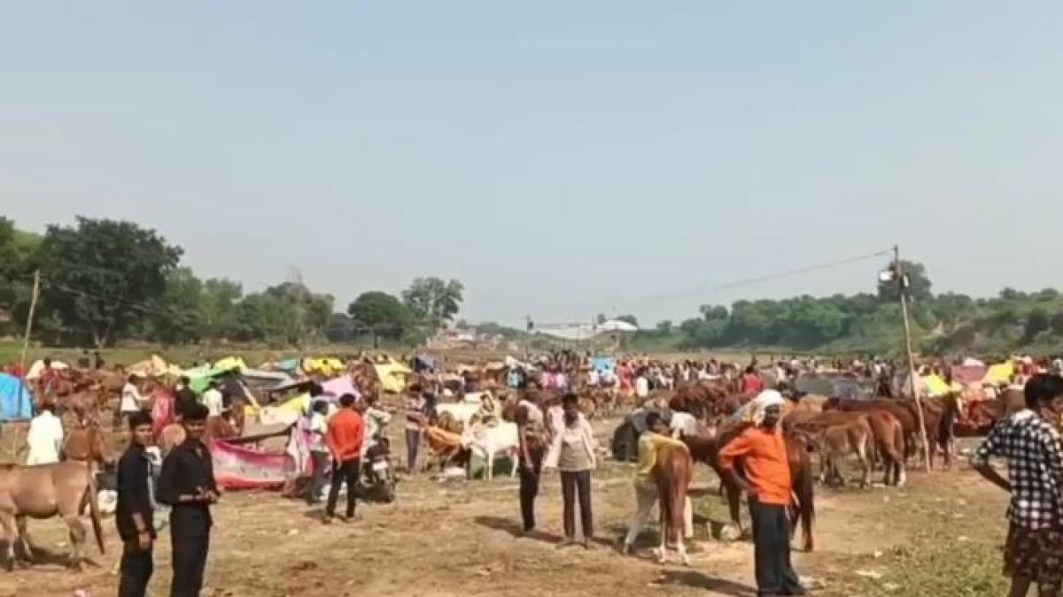 मध्य प्रदेश में गधों का मेला